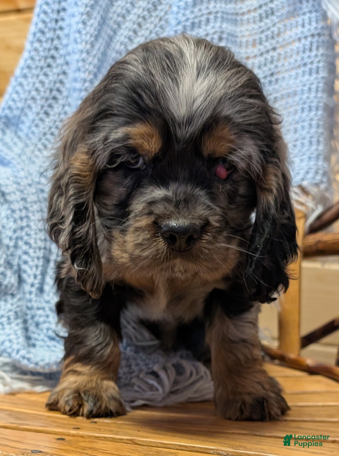 Cocker Spaniel dogs for sale: Wade - Ad 2