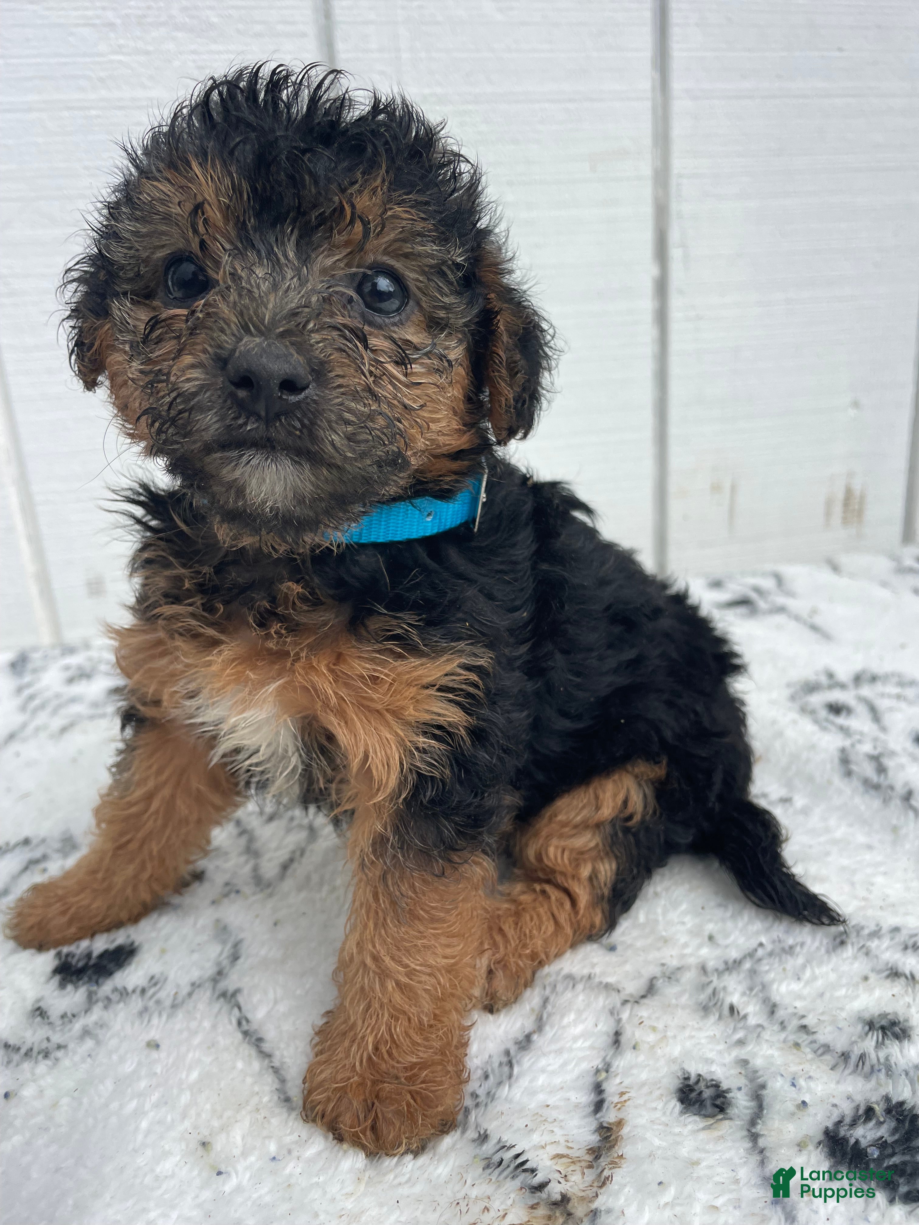 Yorkiepoo dogs Mabel - Ad 2