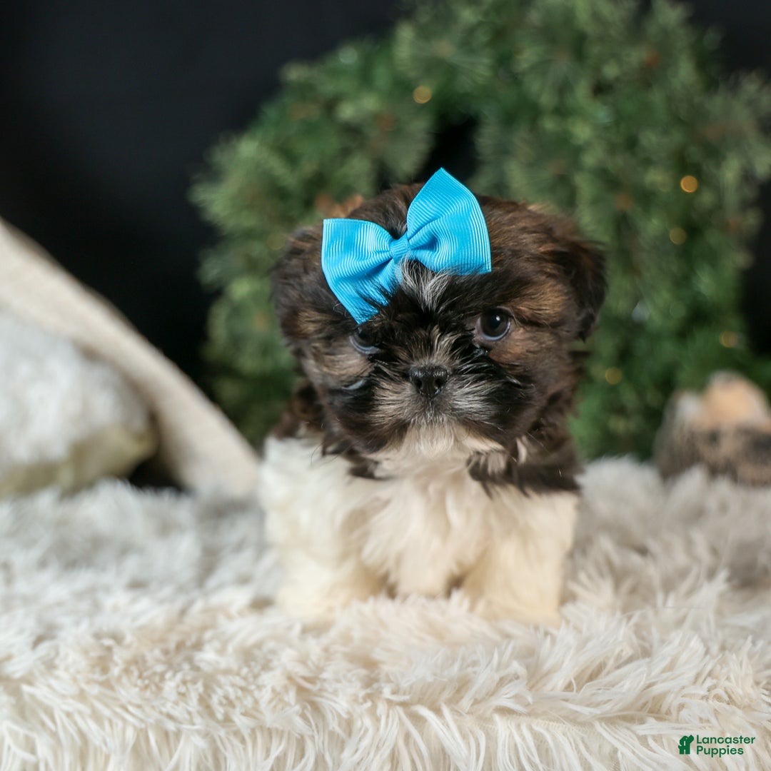 Shih Tzu dogs for sale: ROSCOE - Ad 13