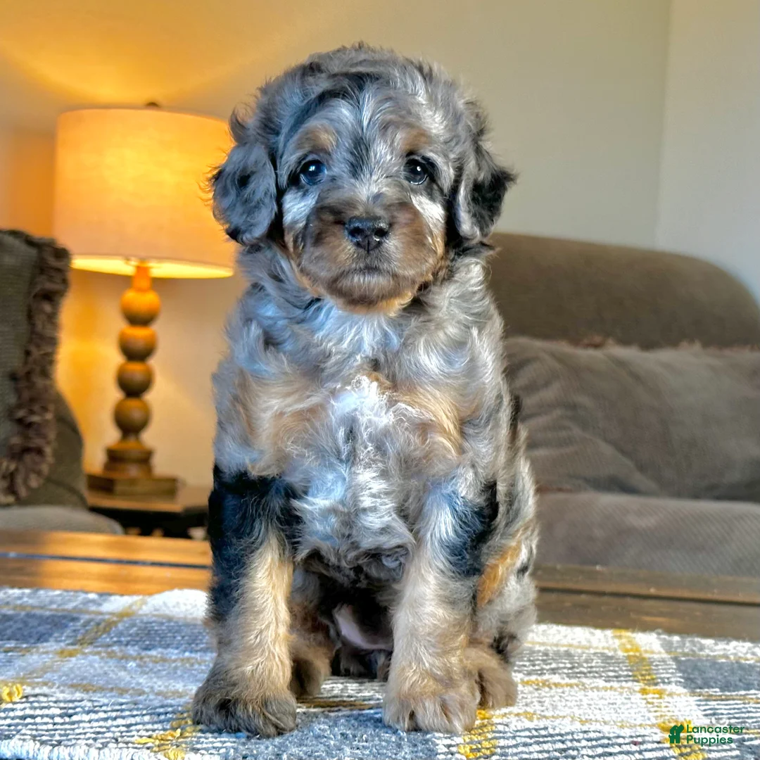 Mixed Breed dogs for sale: Phantom Merle Micro Bernedoodle - Ad 2