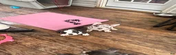 American Bully dogs for sale: Princess  - Ad 6