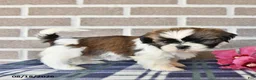 Shih Tzu dogs for sale: Pearl - Ad 4