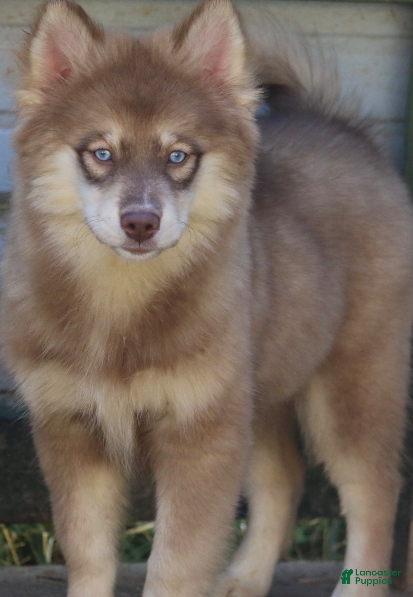 Pomsky dogs for sale: Autumn - Ad 1