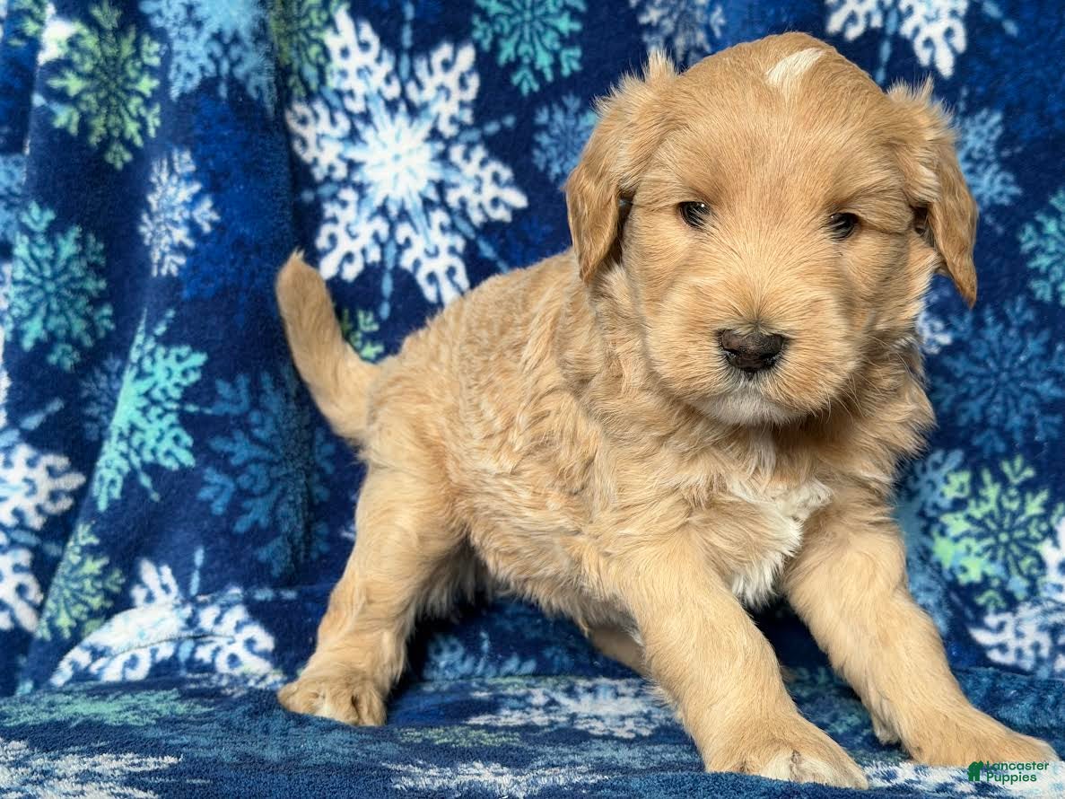 Goldendoodle dogs Franklin - Ad 40