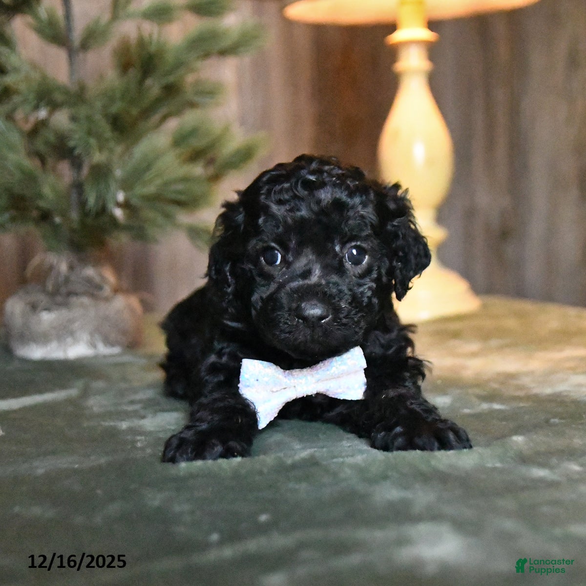 Mini Aussiedoodle dogs Donner - Ad 40