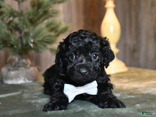 Mini Aussiedoodle dogs Donner - Ad 42