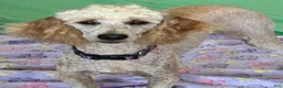 Miniature Poodle dogs for sale: Ben - Ad 2