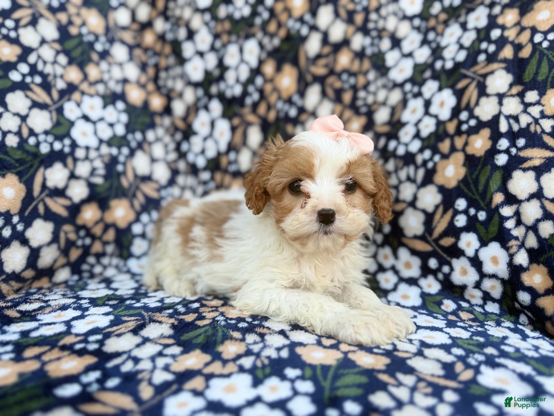 Cavapoo dogs for sale: Ruby - Ad 4