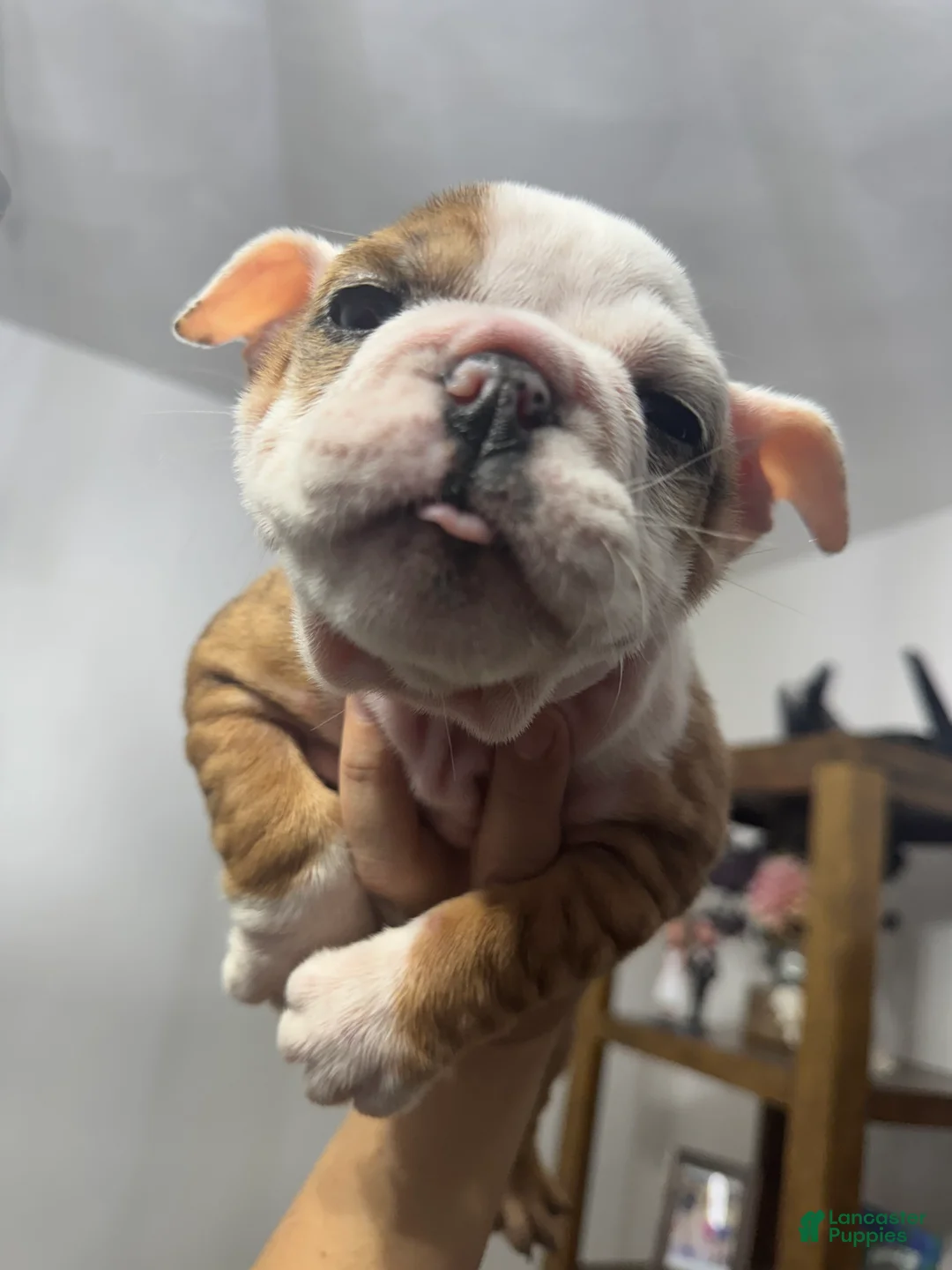 English Bulldog dogs for sale: English Bulldog Puppy 3 - Ad 3