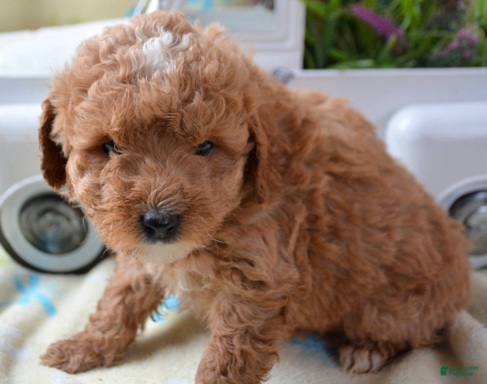 Mini Goldendoodle dogs Mini Goldendoodle Darcy - Ad 11