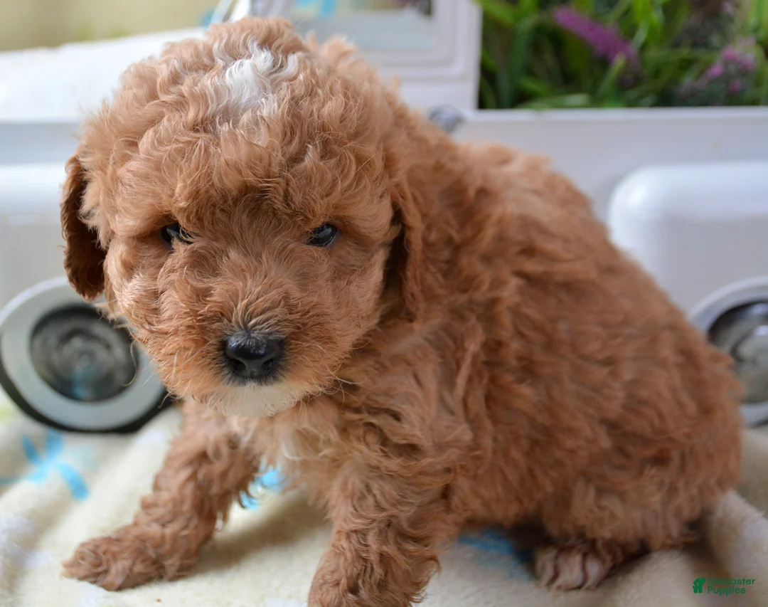 Mini Goldendoodle dogs for sale: Mini Goldendoodle Darcy - Ad 1