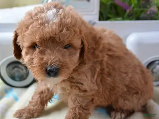 Mini Goldendoodle dogs Mini Goldendoodle Darcy - Ad 11
