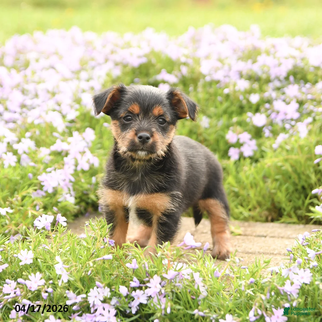 Mixed Breed dogs for sale: Dexter - Ad 3