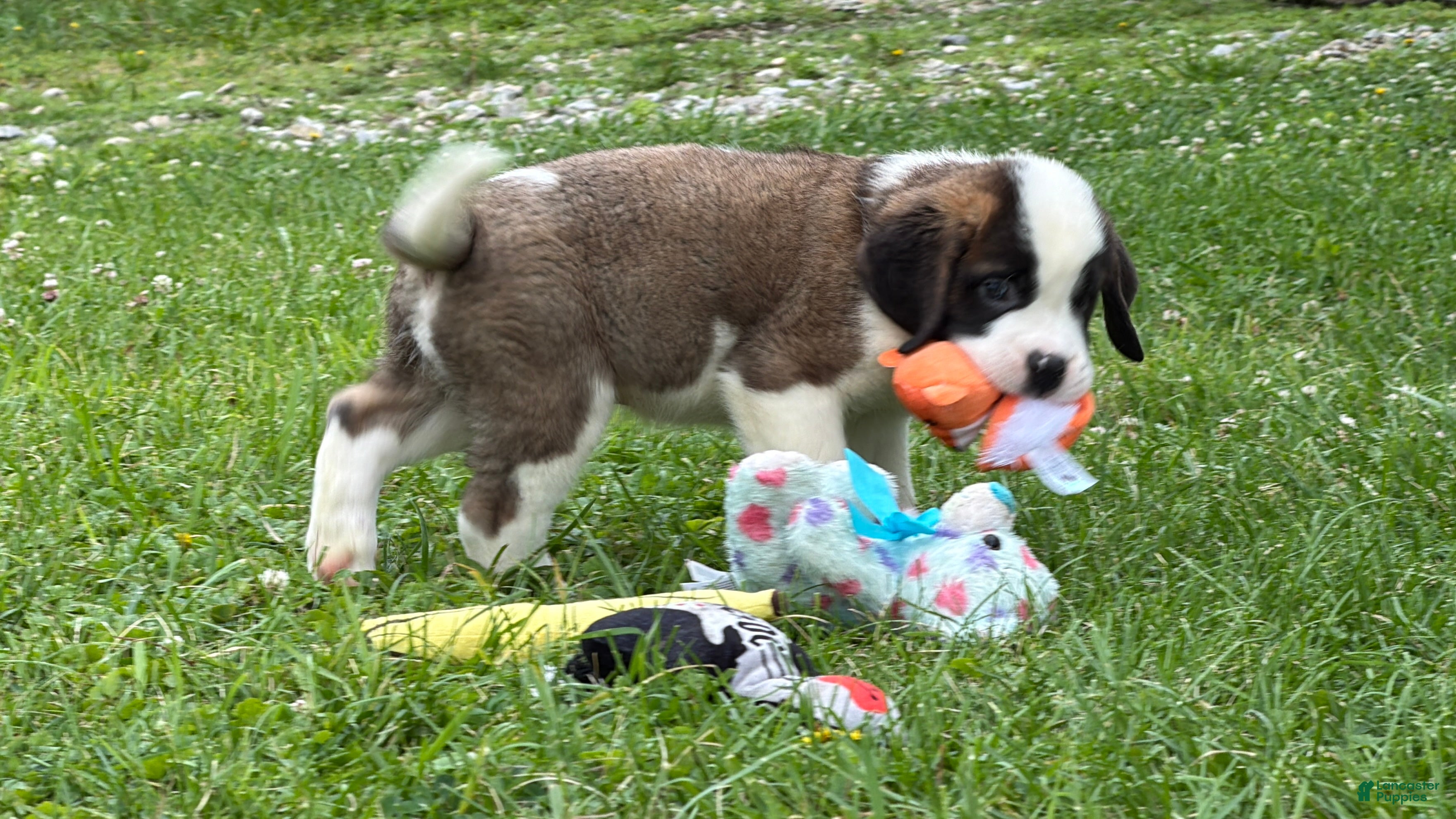 Saint Bernard dogs Boogie bear  - Ad 2