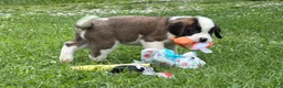 Saint Bernard dogs for sale: Boogie bear  - Ad 2