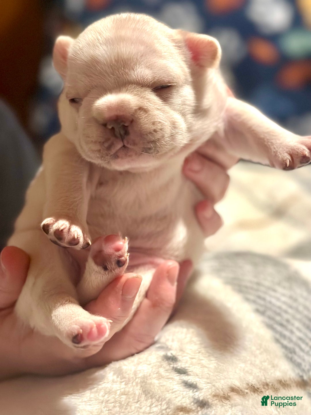 French Bulldog dogs for sale: French Bulldog Puppy 1 - Ad 2