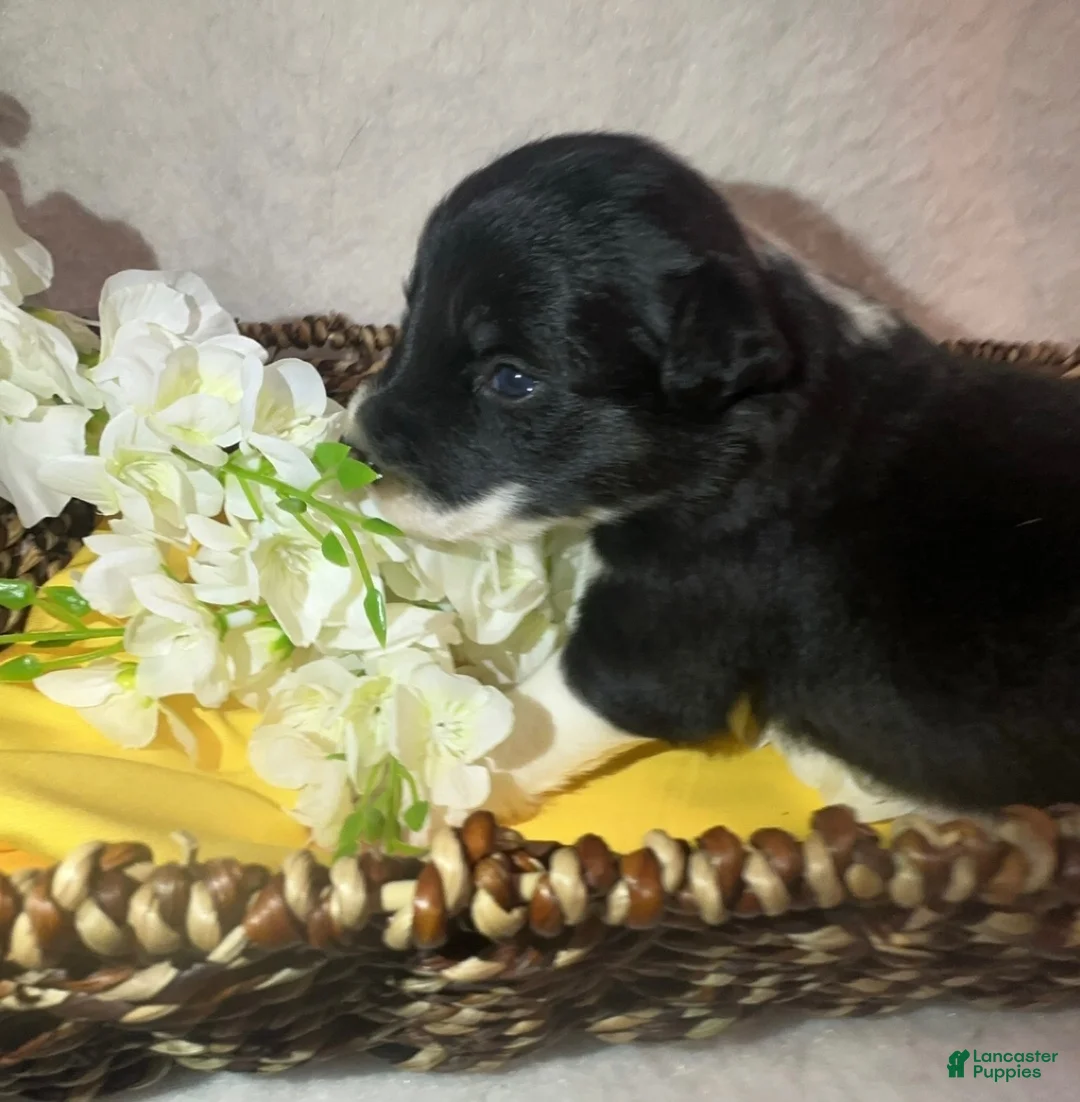 Border Collie dogs for sale: Thunder - Ad 2