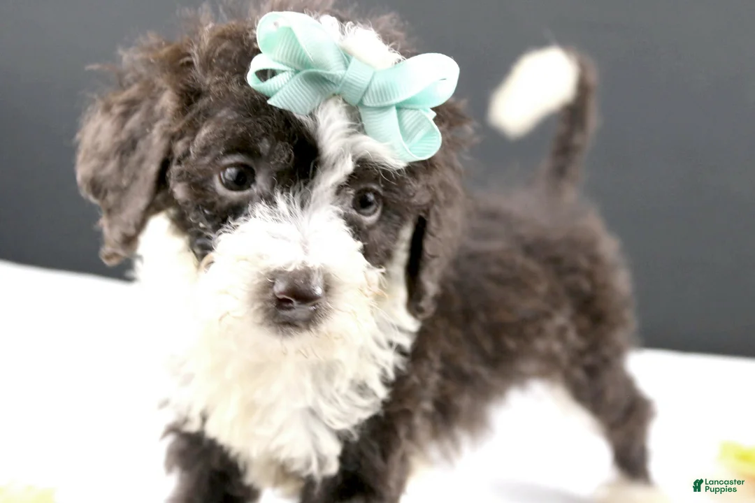 Mini Aussiedoodle dogs for sale: Dora - Ad 1
