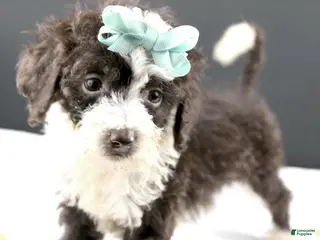 Mini Aussiedoodle dogs Dora - Ad 21