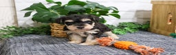 Miniature Schnauzer dogs for sale: Leonardo - Ad 3