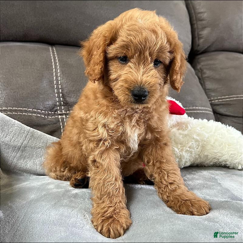 Mini Goldendoodle dogs Sully(Micro Mini Boy) - Ad 1