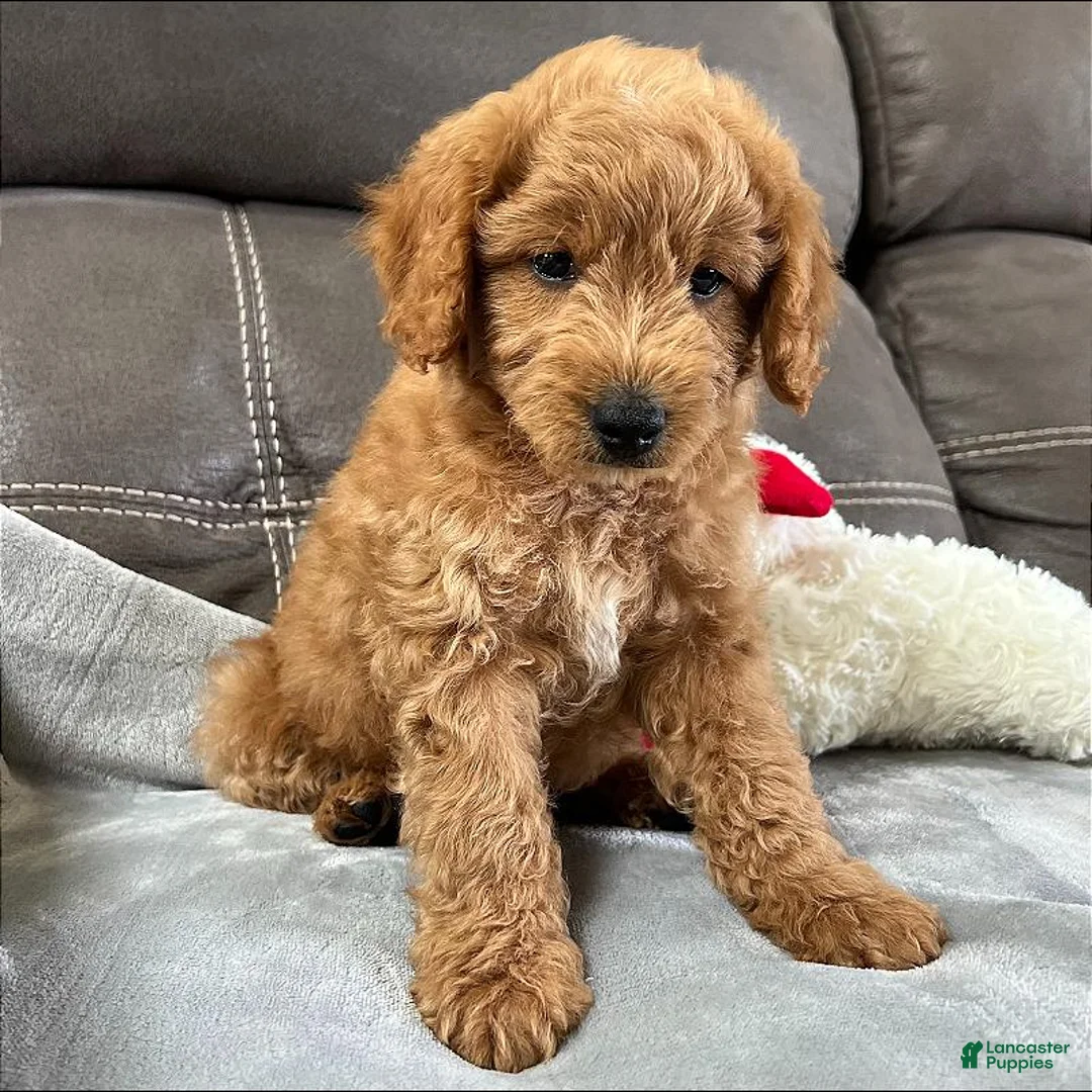 Mini Goldendoodle dogs for sale: Sully(Micro Mini Boy) - Ad 2