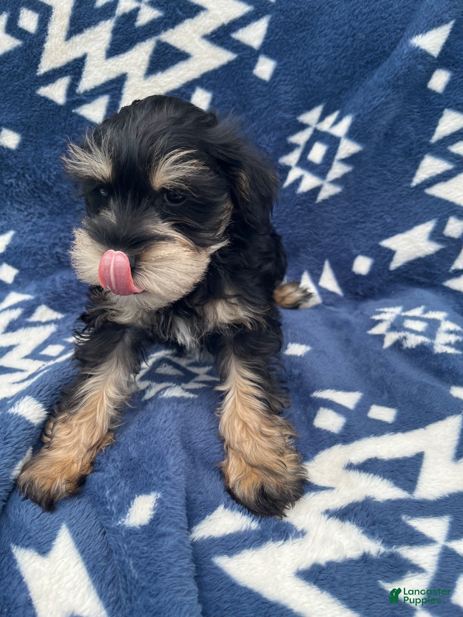 Miniature Schnauzer dogs AkcBella - Ad 2