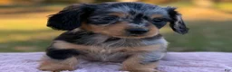 Miniature Dachshund dogs for sale: Eclipse - Ad 3