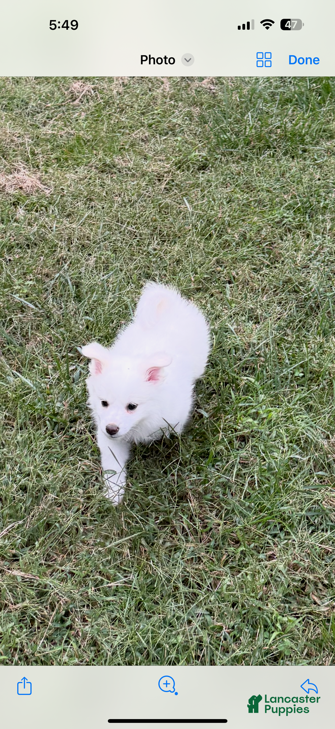 American Eskimo dogs for sale: Remi - Ad 3
