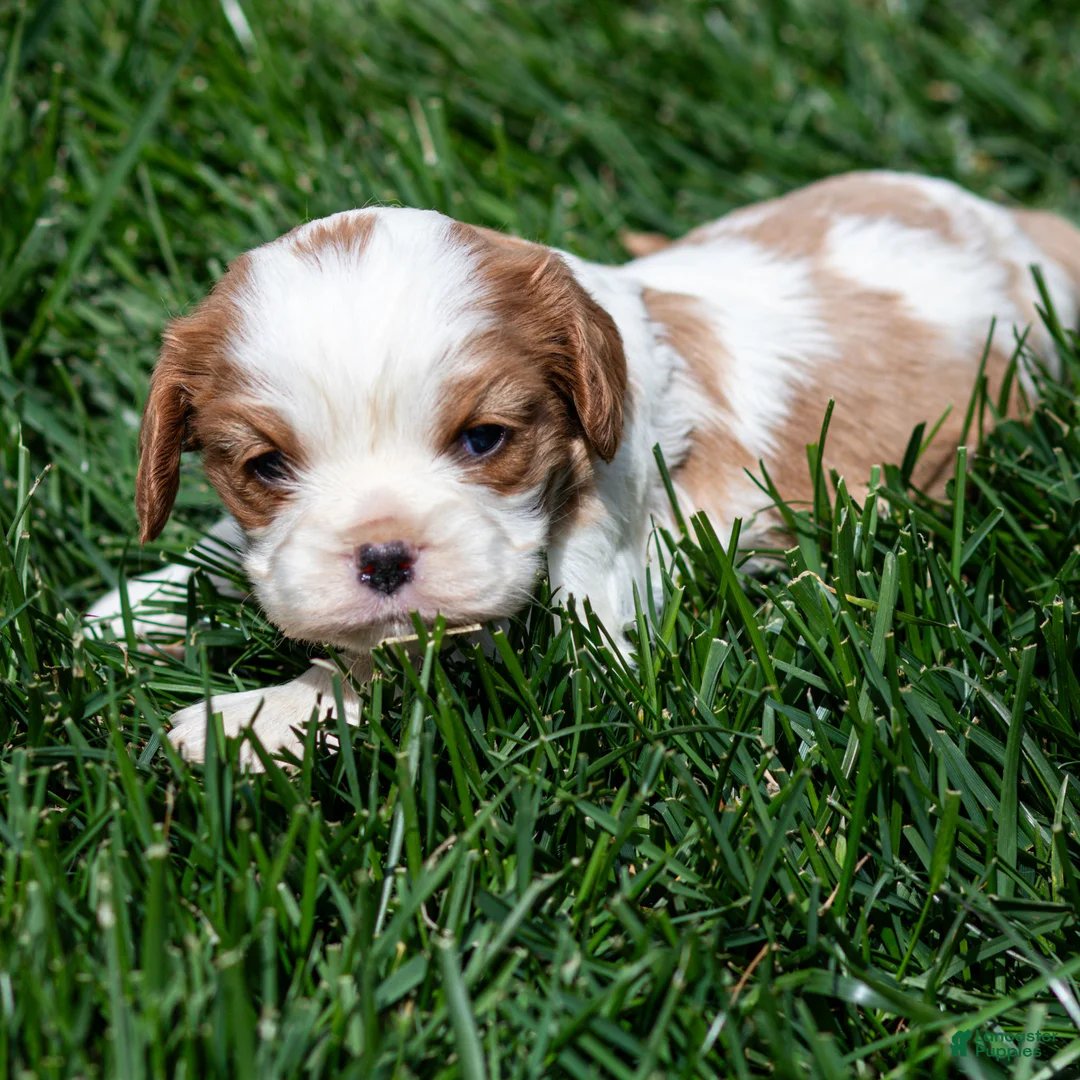 Cavalier King Charles Spaniel dogs for sale: Apple Cavalier King Charles Spaniel Puppy  - Ad 1
