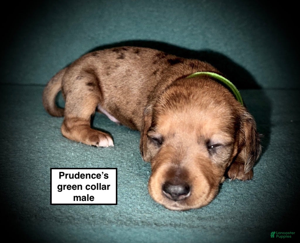 Dachshund dogs AKC Prudence's Green Collar Male - Ad 18