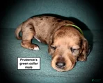 AKC Prudence's Green Collar Male