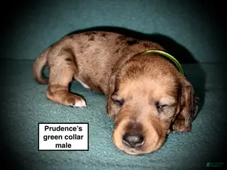 Dachshund dogs AKC Prudence's Green Collar Male - Ad 18