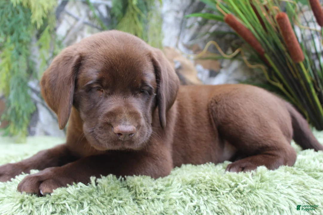Labrador Retriever dogs for sale: Woody - Ad 2