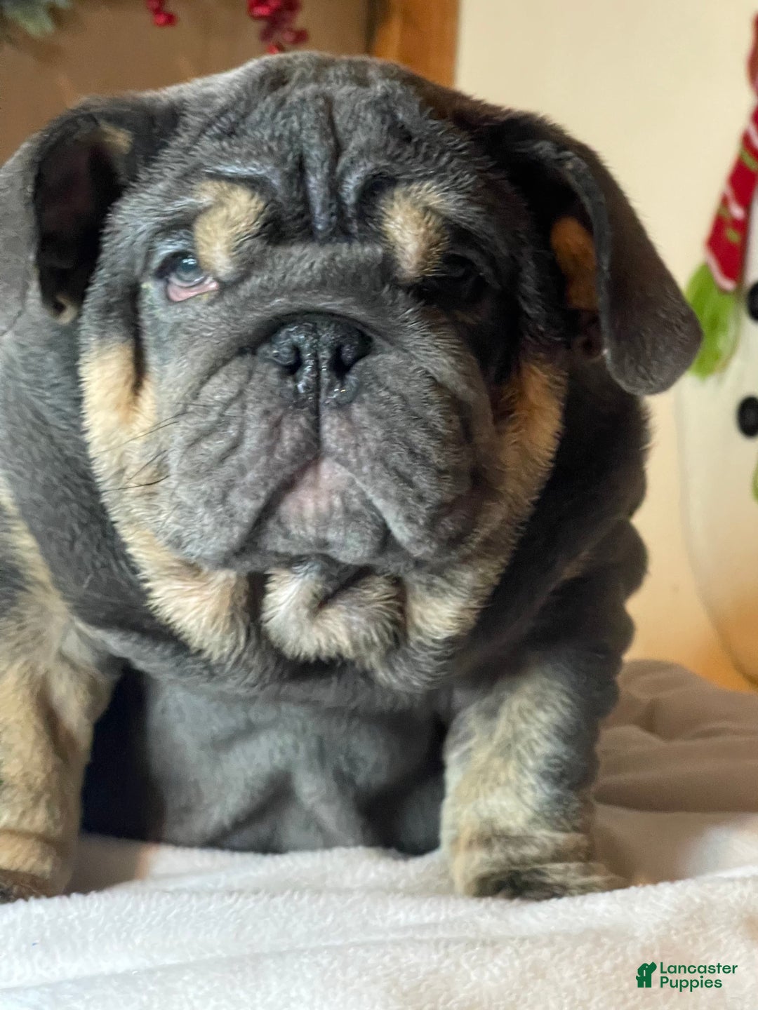 English Bulldog dogs for sale: Smoothie - Ad 6