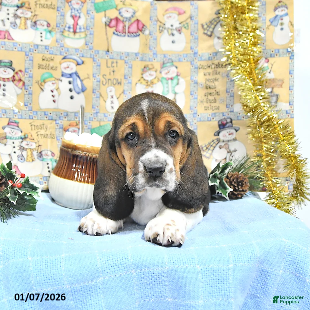 Basset Hound dogs for sale: Jacqueline - Ad 12