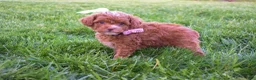 Miniature Poodle dogs for sale: Dahlia 🐶 - Ad 6
