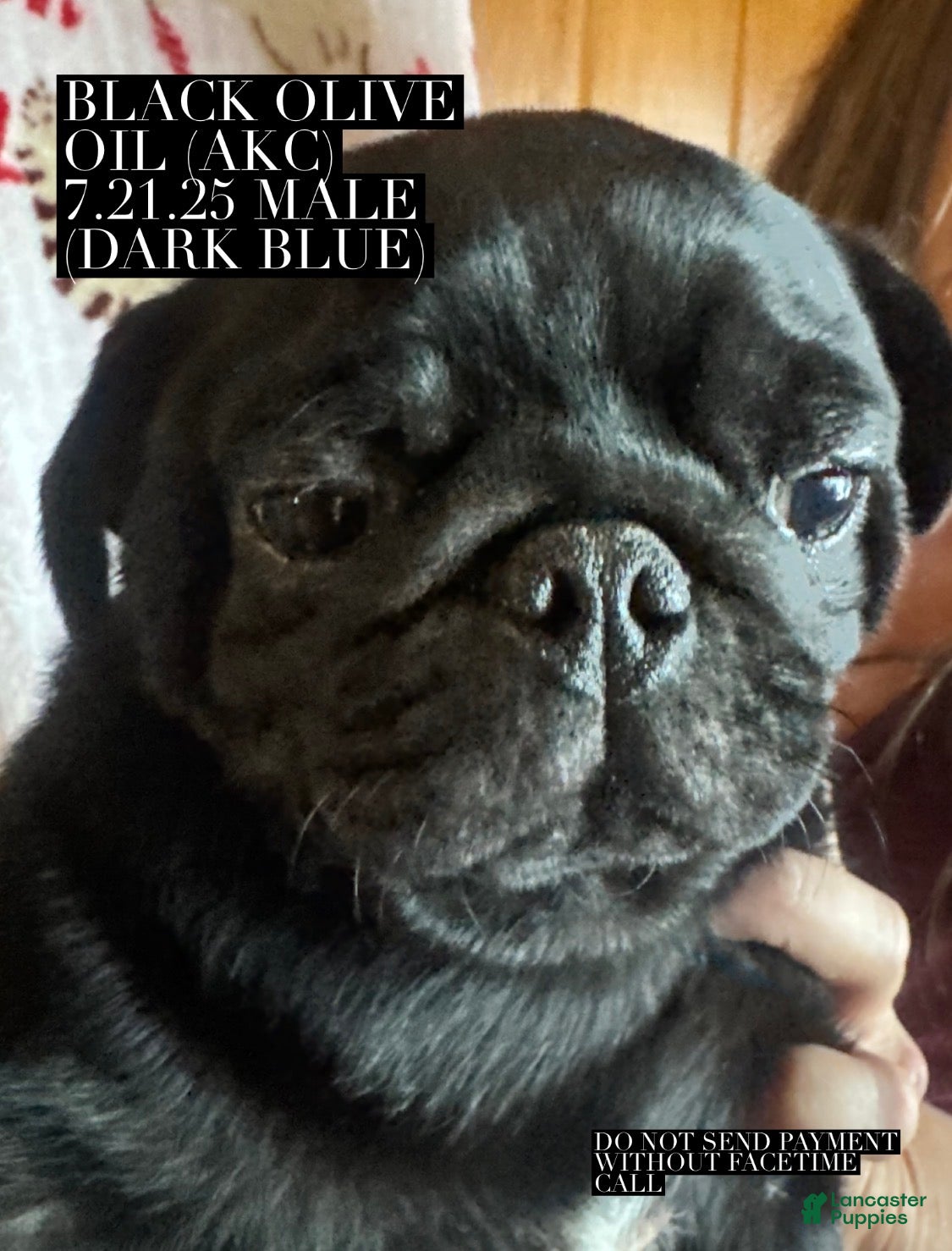 Pug dogs Pug Puppy 2 blue collar - Ad 17