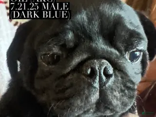 Pug dogs Pug Puppy 2 blue collar - Ad 17