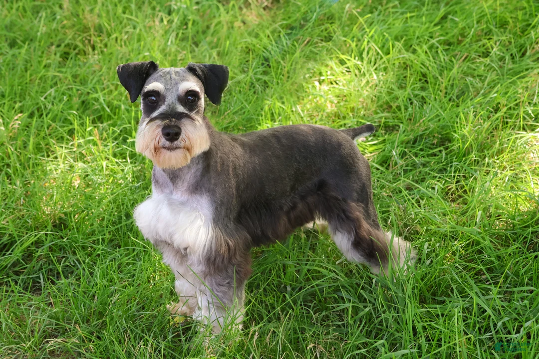 Miniature Schnauzer dogs for sale: Alex  - Ad 6