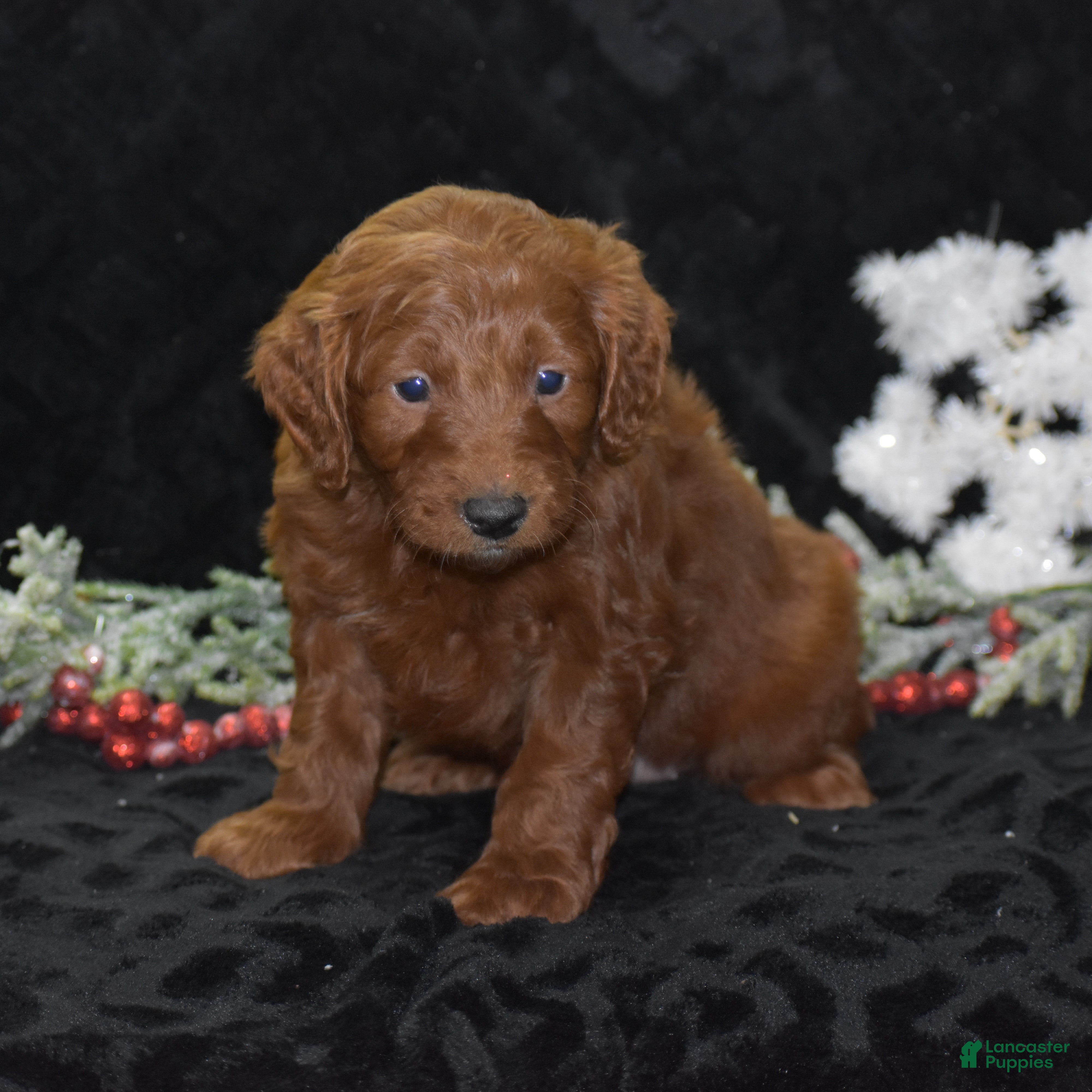 Mini Goldendoodle dogs Glory - Ad 7