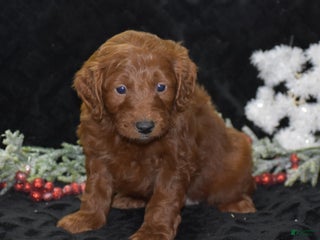 Mini Goldendoodle dogs Glory - Ad 41