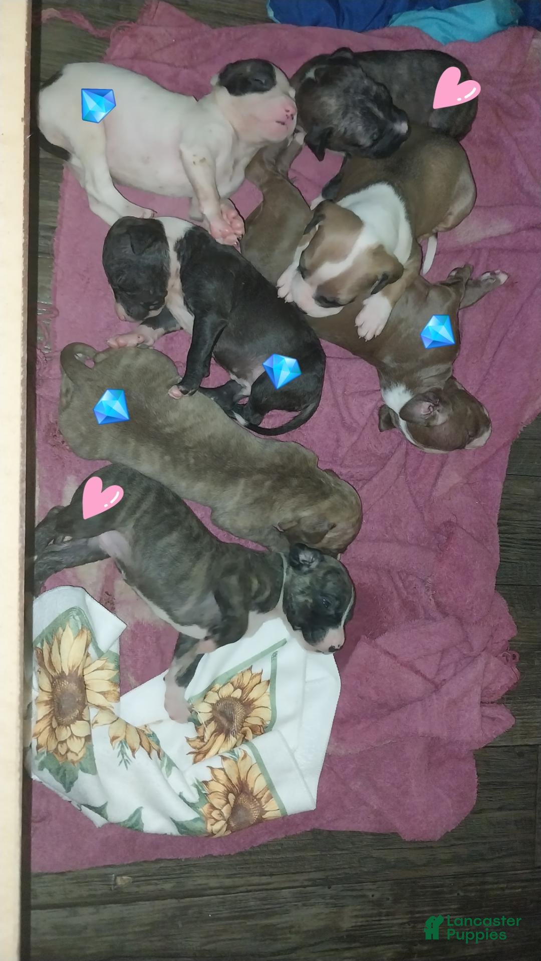 American Pit Bull Terrier dogs American Pit Bull Terrier 1 - Ad 11
