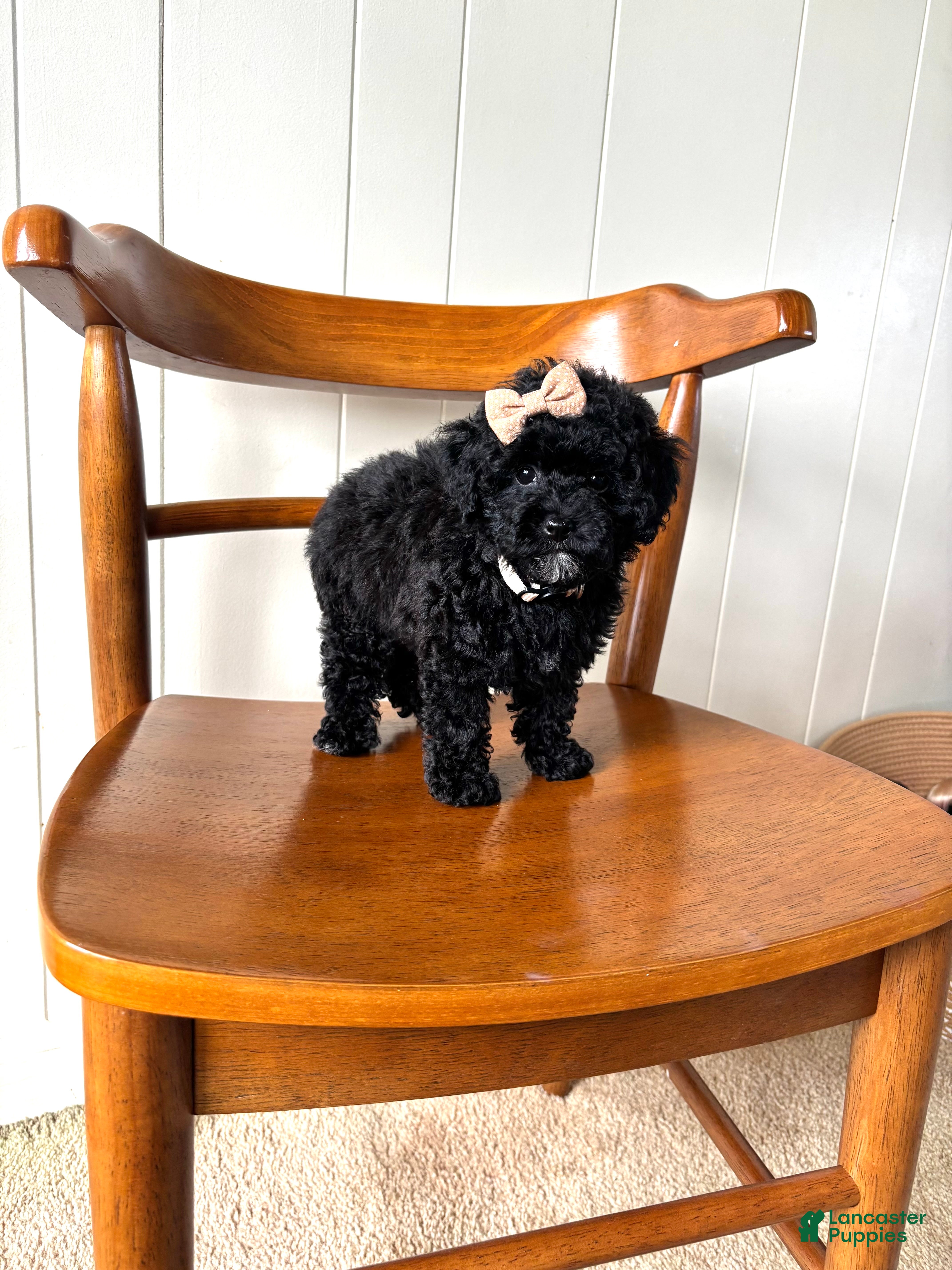 Toy Poodle dogs Pearl - Ad 1
