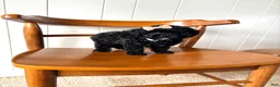 Toy Poodle dogs for sale: Pearl - Ad 9