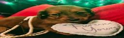 Miniature Dachshund dogs for sale: Miniature Dachshund 1 - Ad 3