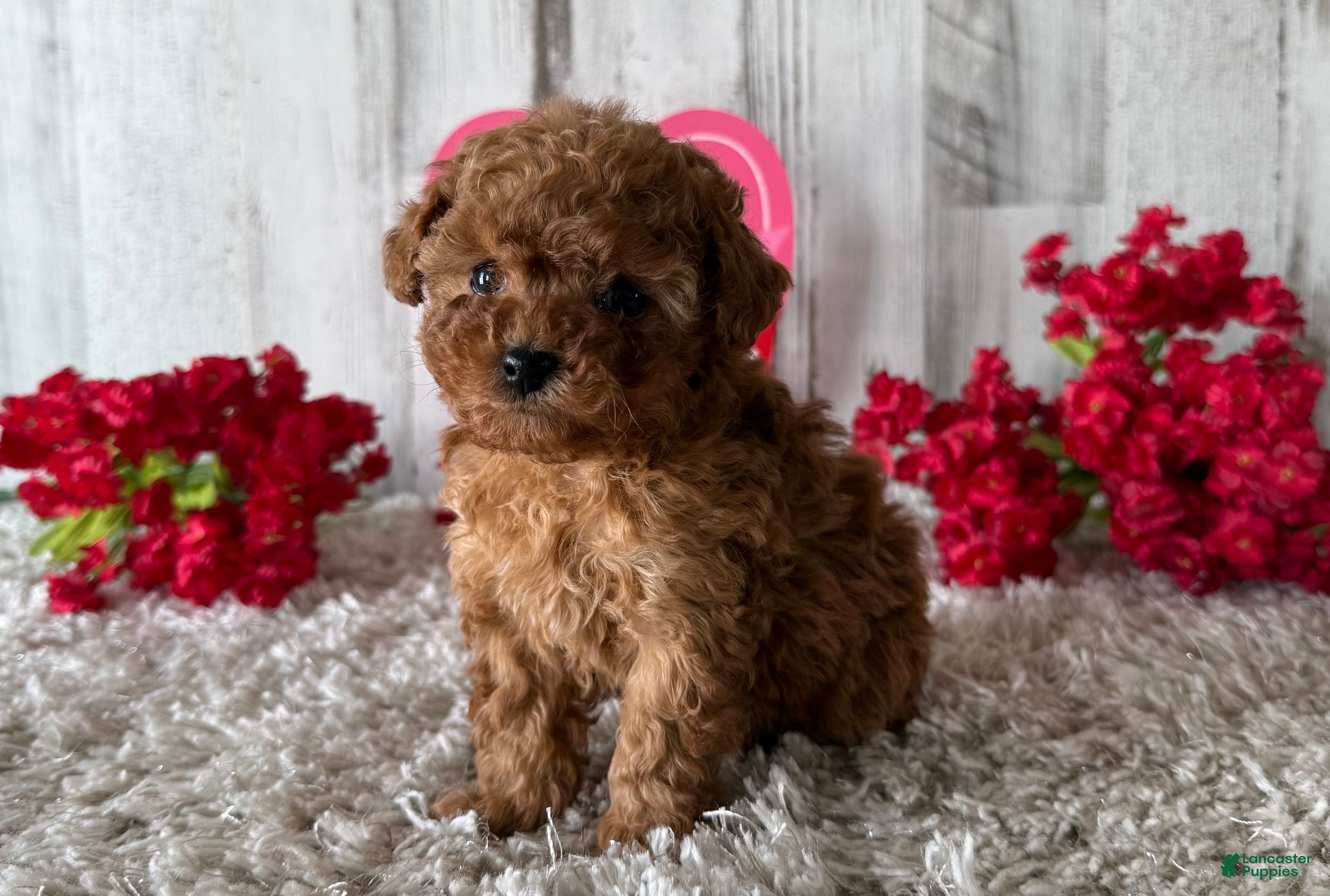 Toy Poodle dogs Winster - Ad 23