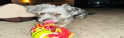 Mixed Breed dogs for sale: Mixed Breed 1 - Ad 5