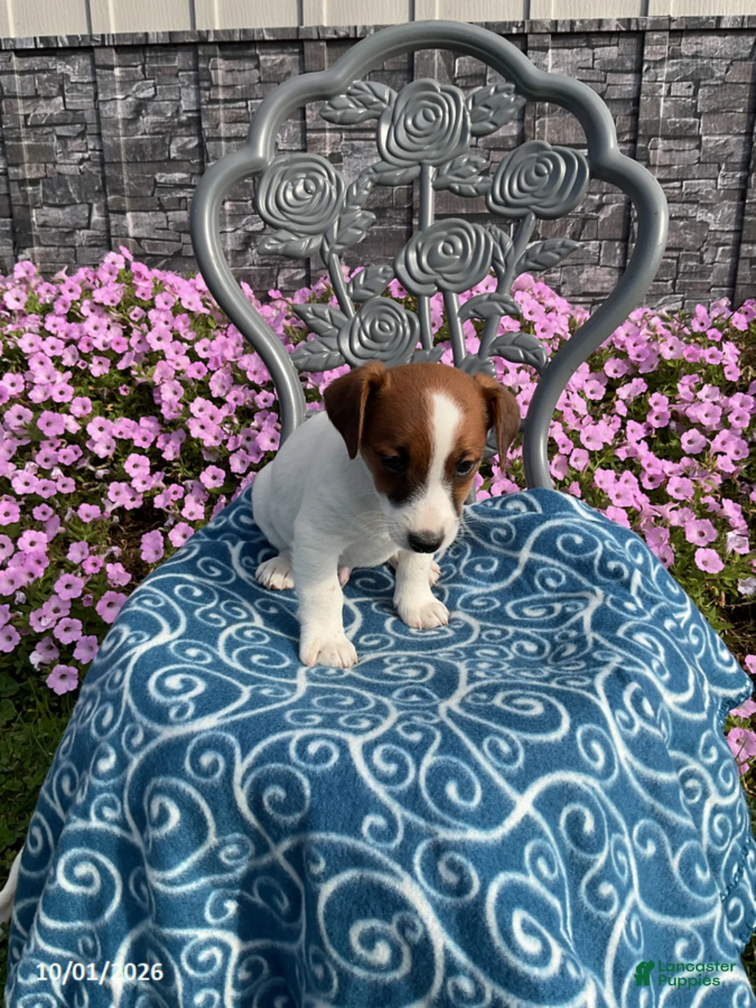 Jack Russell Terrier dogs for sale: Kaleb - Ad 1