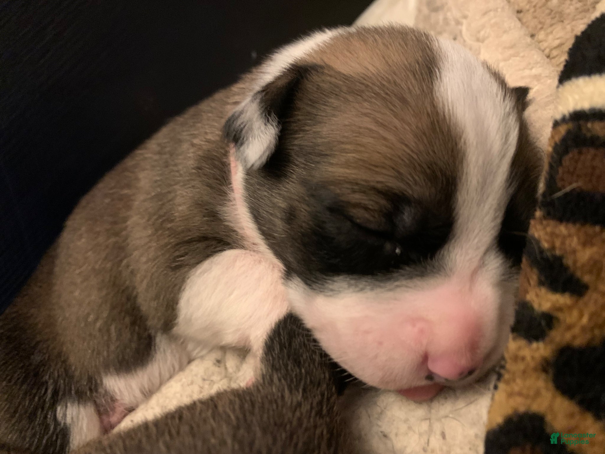 Mixed Breed dogs for sale: Mixed Breed Puppy 1 light pink - Ad 3